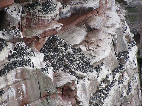 Seabirds at St Bees Head