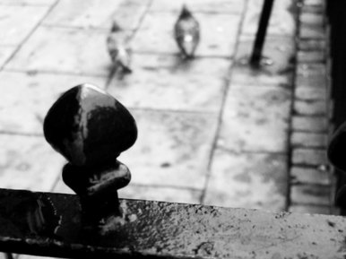 Black and White Birds