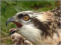 Osprey chick c/o Forestry Commission