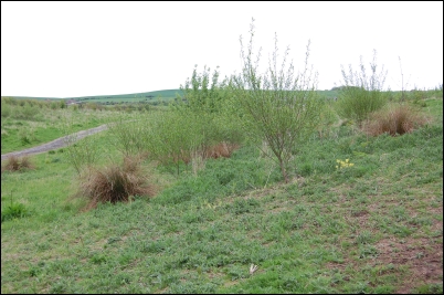 Marshall Drive Playing Field Action Group