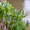 Pontederia cordata