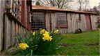 Ramshackle, low, L-shaped building with rusted metal roof, with lawn and daffodils in the foreground.