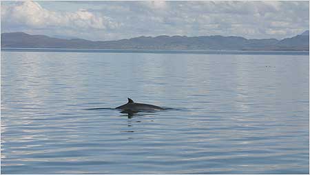 Minke Whale c/o Hebridean Wihale and Dolphin Trust