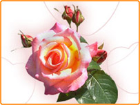 ویلنٹائن ڈے اب مشرق میں بھی مقبول ہورہا ہے