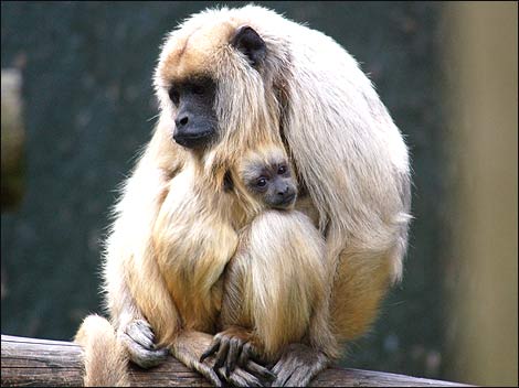 A baby Humboldt&rsquo;s Woolley monkey with it's mother.