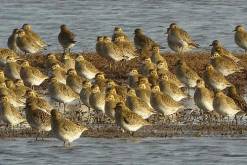 A flock of Golden Plover. © Peter Simpson / blueskybirds.co.uk