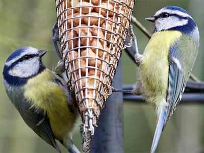 Blue tits on a feeder by Eddie Evans.