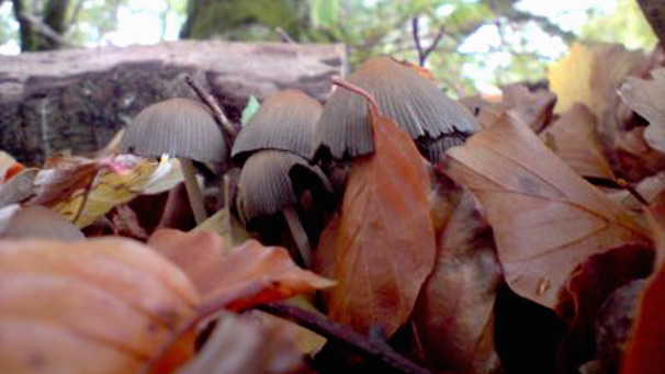 A close up view of mushrooms peeking through leaves