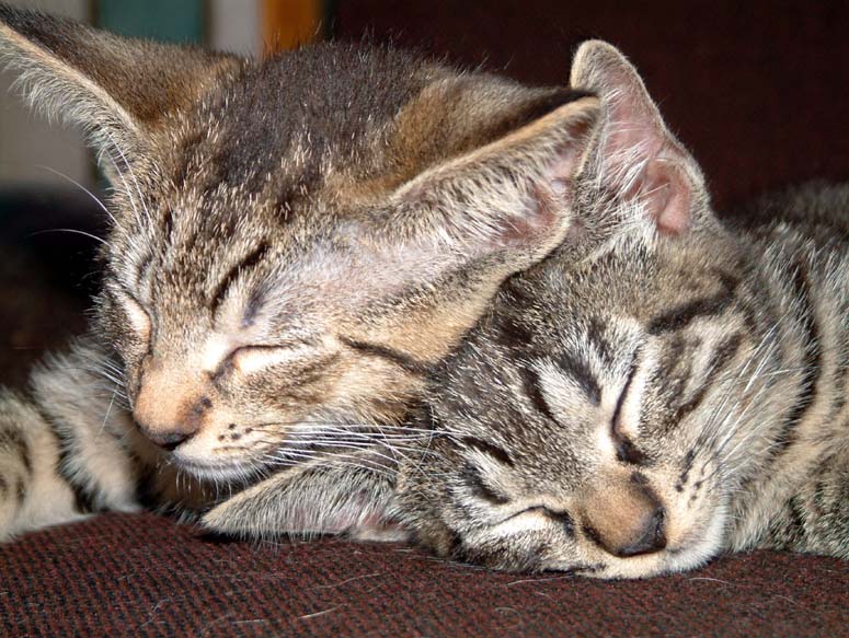 Claude on the left, Felix on the right.