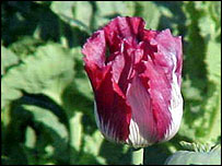 Haşhaş çiçeği