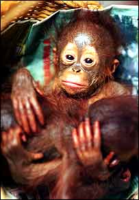 اورانگ اوتان نوزاد