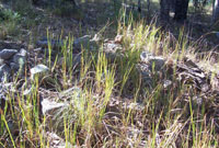 Olion gwersyll carcharorion