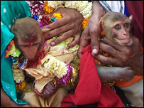 Casamento de macacos em Orissa. Foto: PK Ray.