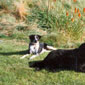 Ella (left) on holiday in Donegal with her cousins Otis and Oliver