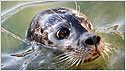 Seal c/o Gweek National Seal Sanctuary
