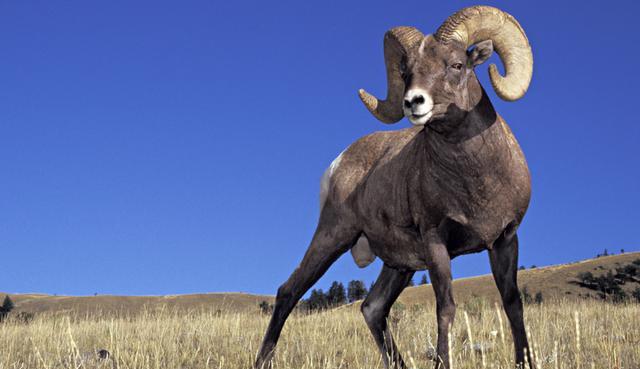 Bighorn sheep (image: photolibrary.com)