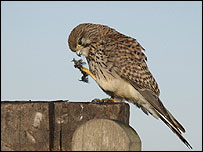 Kestrel