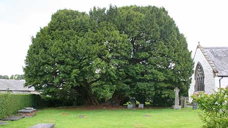 Coeden Ywen, Llangernyw