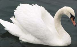 Swan