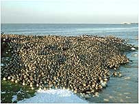 Birds at Dee Estuary c/o Richard Smith