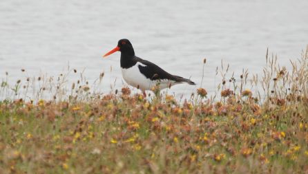 oystercatcher.jpg