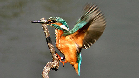 kingfisher_kelvin_dean.jpg