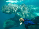 Philippe Cousteau free diving with sperm whales
