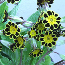 Primula 'Gold Lace'