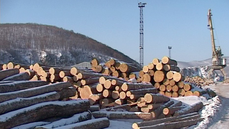illegal logging from Siberia