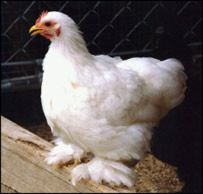 واورينه