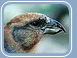 Crossbill