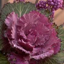 Ornamental cabbage