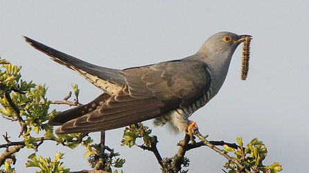 A cuckoo spotted by Mike Warburton