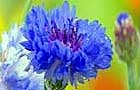 Cornflower