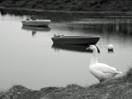 Guardian Goose, Lochmaddy harbour 2
