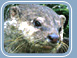 Otter