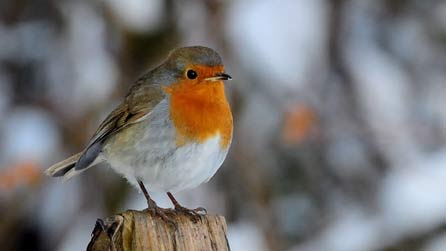 Robin goch