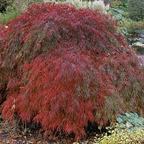 Acer palmatum 'Garnet'