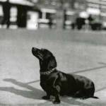 Mimi - an unpopular dog due to it`s nationality