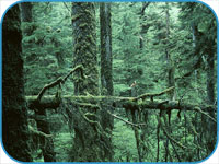 Woods like these once cover Ireland.