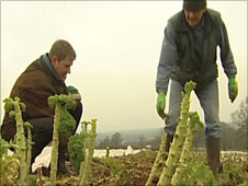 Working on The Community Farm, Chew Valley, Somerset