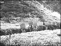Tea garden in Sylhet 