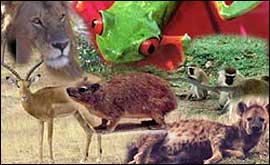 Animals from the quiz