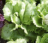 Webbs Wonderful lettuce