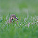 YOUNG HARE .