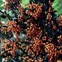 Pyracantha &lsquo;Golden Charmer&rsquo;, Firethorn