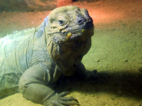 Jersey Zoo in the Springtime (Lizard)