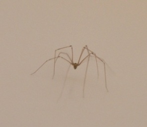 Spider4.JPG