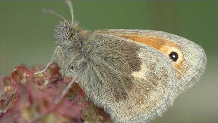 Small Heath c/o Jaybee and NE Wildlife