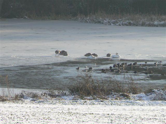 Birds on the River Don (thanks Dad!)